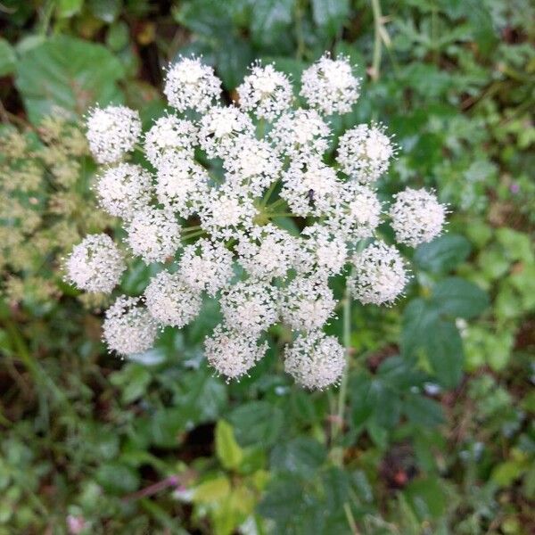 Angelica sylvestris Квітка