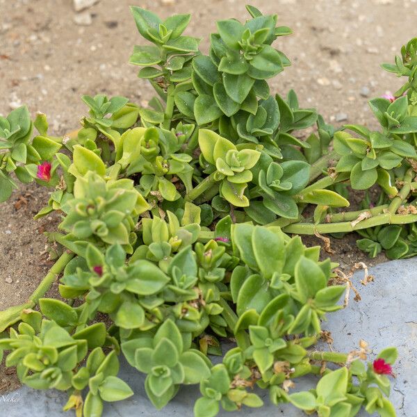Mesembryanthemum cordifolium (Heartleaf iceplant)