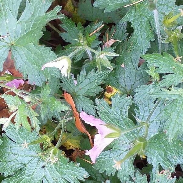 Geranium endressii Συνήθη χαρακτηριστικά