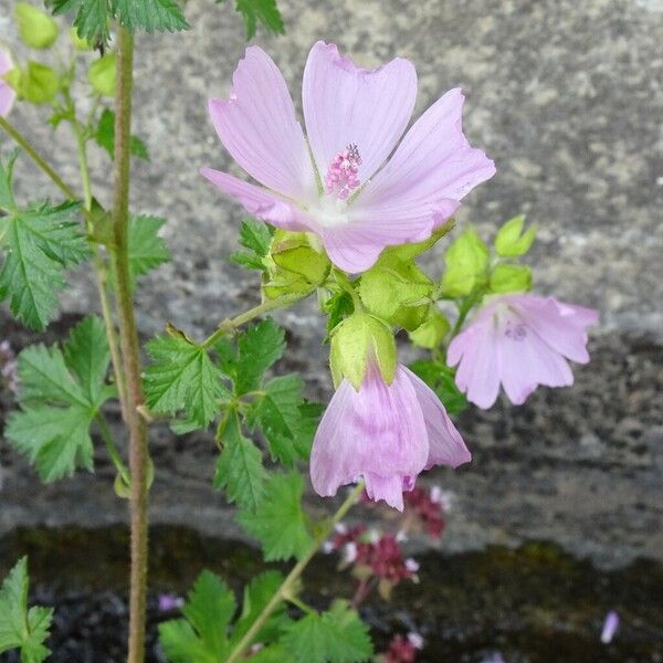 Malva moschata Blüte