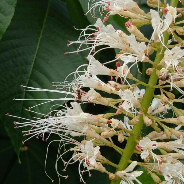 Aesculus parviflora Flors