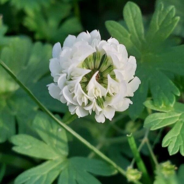 Trifolium nigrescens Blomst