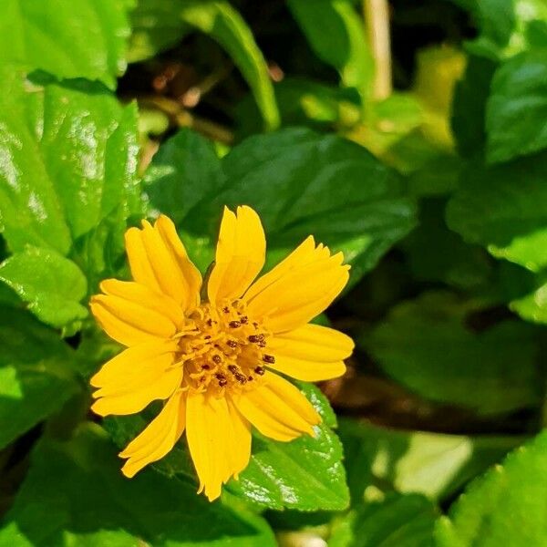 Sphagneticola trilobata Blomst