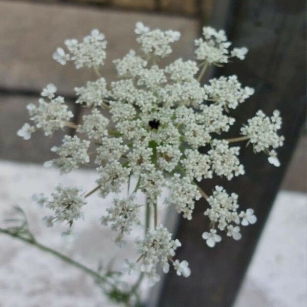 Daucus carota Flower