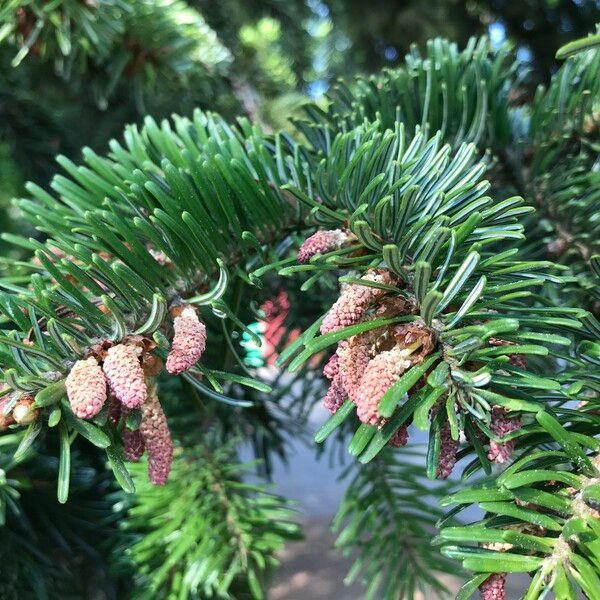 Abies alba Flower