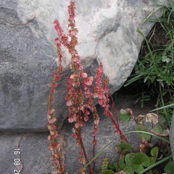 Oxyria digyna Fruit