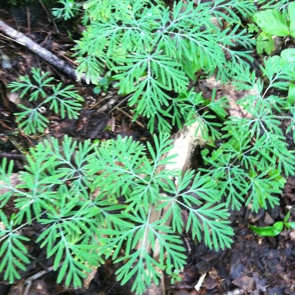 Dicentra canadensis Лист