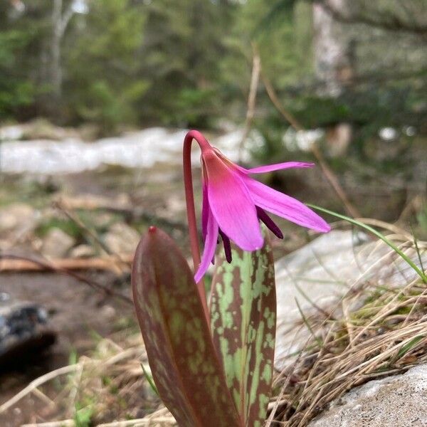 Erythronium dens-canis Flower