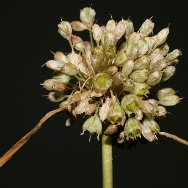 Allium pallens Flower