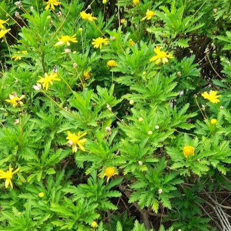 Euryops chrysanthemoides 整株植物