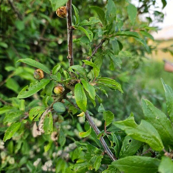 Prunus spinosa 葉