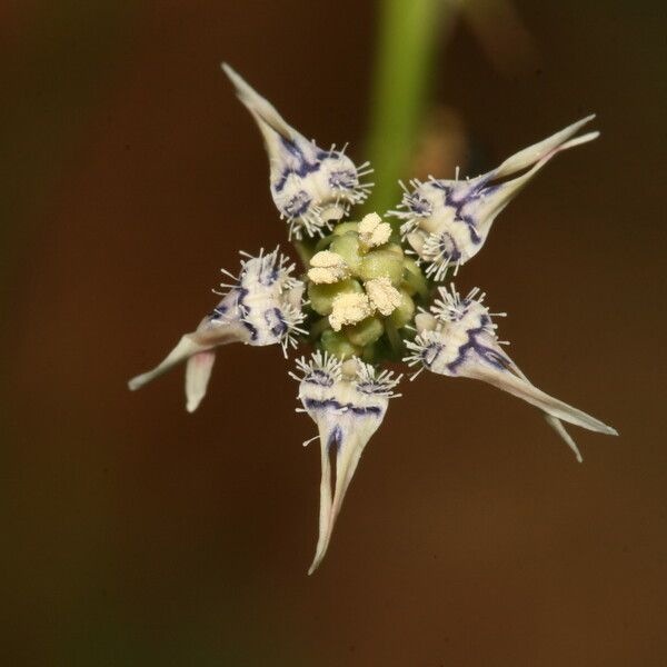 Nigella nigellastrum Blomst