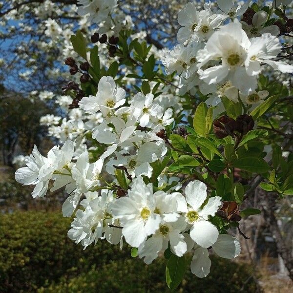 Exochorda racemosa Feuille