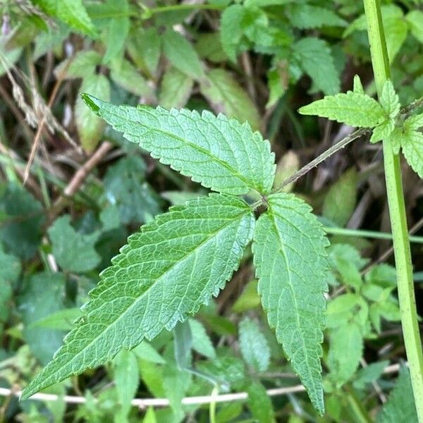 Cedronella canariensis Blad