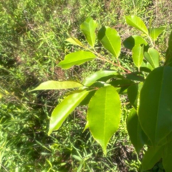 Prunus serotina Fuelha