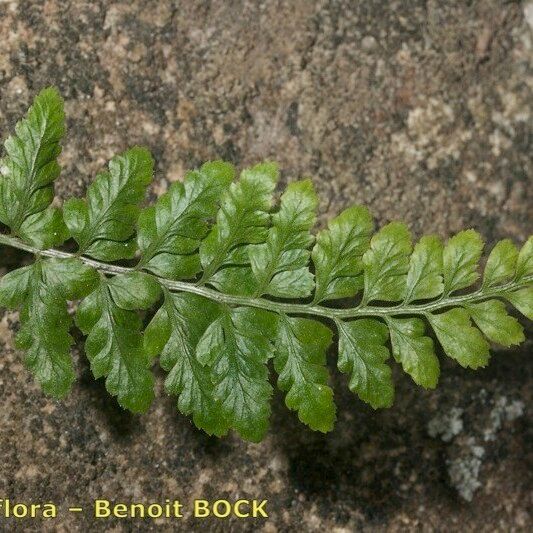 Asplenium obovatum पत्ता