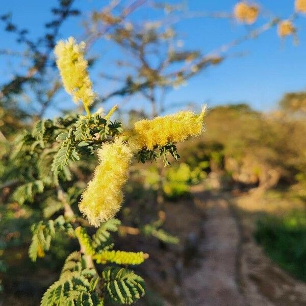 Acacia thomasii Flower