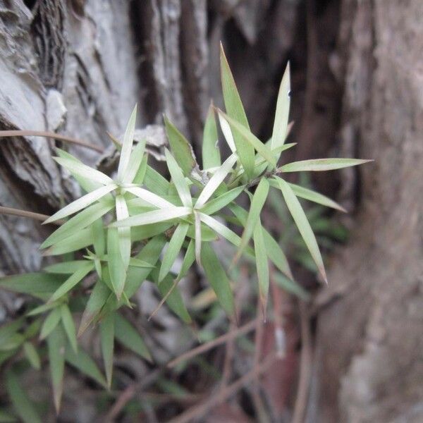 Melaleuca decora Leaf