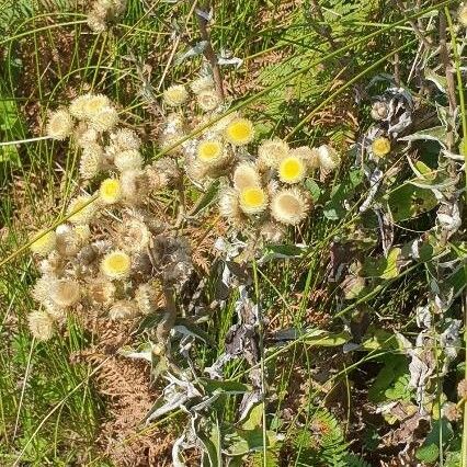 Helichrysum foetidum Lorea