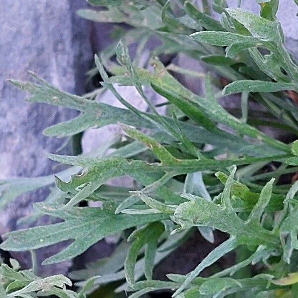 Achillea clavennae Leaf