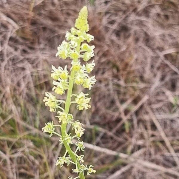 Reseda lutea Blüte