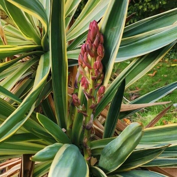 Yucca gloriosa Liść