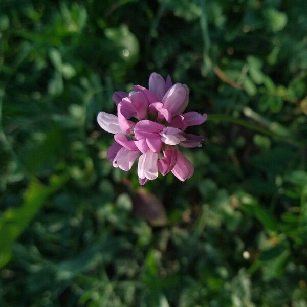 Coronilla varia Flor