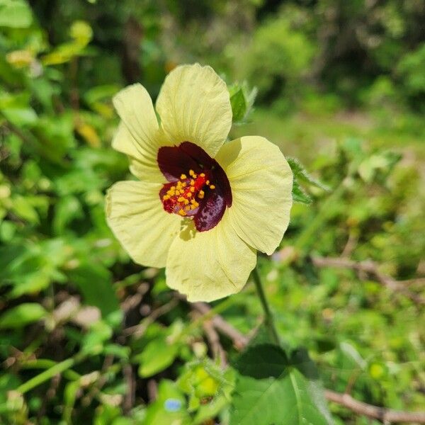 Hibiscus vitifolius Floro