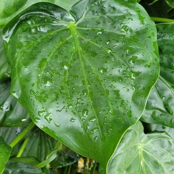 Alocasia cucullata ഇല