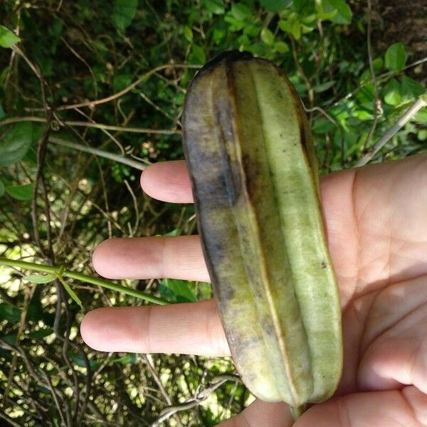 Aristolochia ringens Fruchs