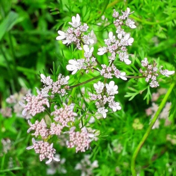 Coriandrum sativum ফুল