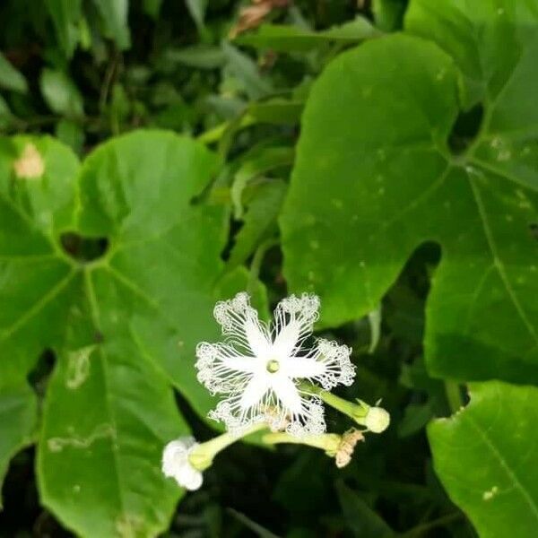 Trichosanthes cucumerina Flower