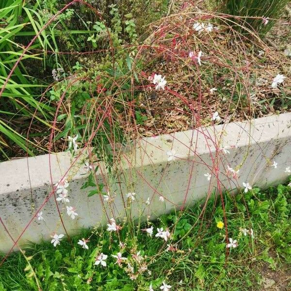 Oenothera gaura Floro