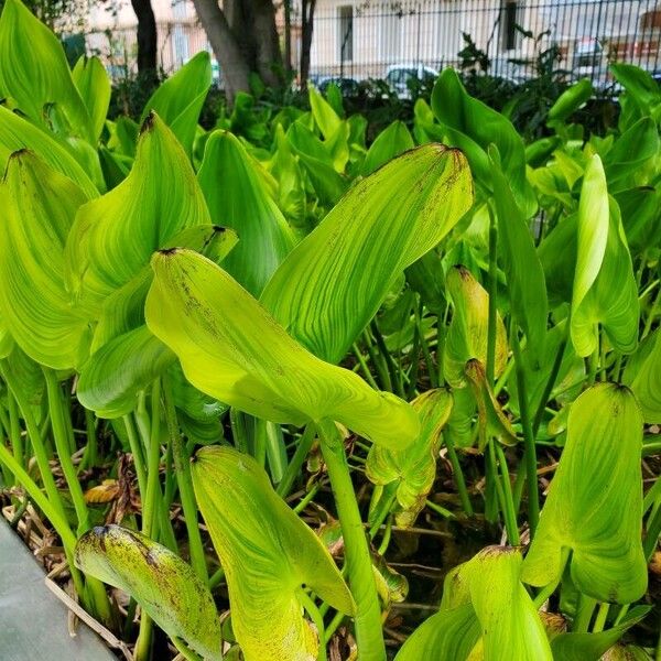 Pontederia cordata Лист