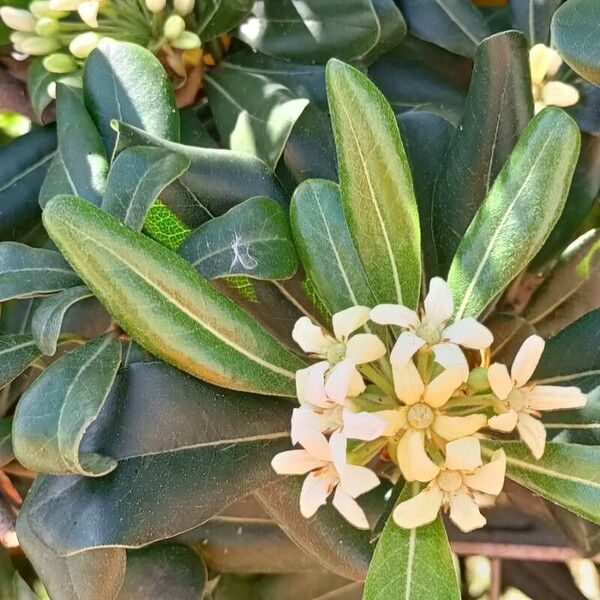 Pittosporum heterophyllum 花