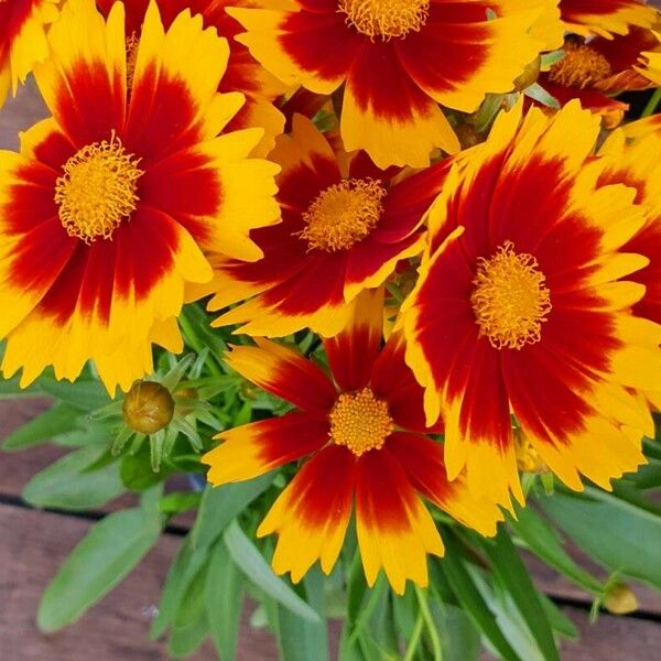 Coreopsis grandiflora ᱵᱟᱦᱟ