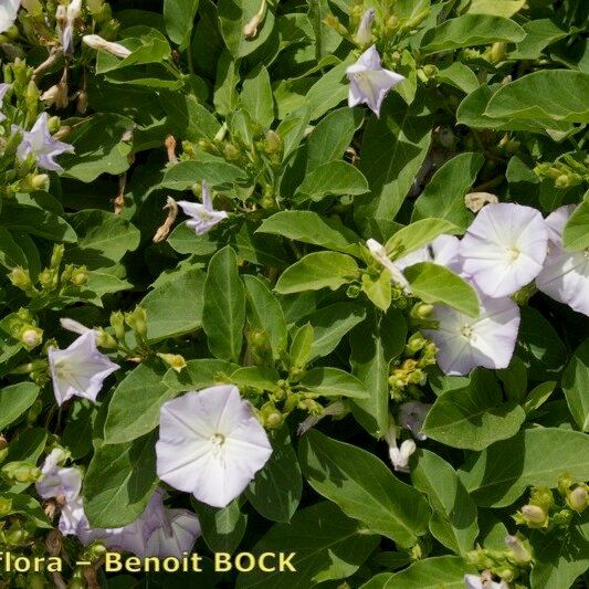 Convolvulus lopezsocasii Habitat