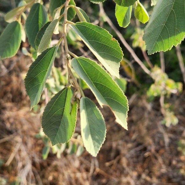 Grewia bicolor Листок