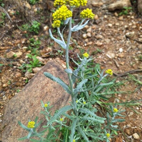 Pseudognaphalium affine Blomma