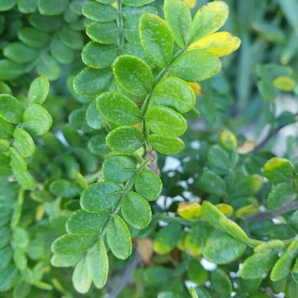 Zanthoxylum fagara Leaf