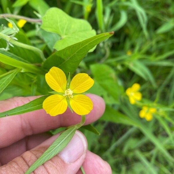 Ludwigia alternifolia 花