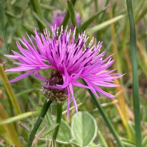 Centaurea hanryi Fleur