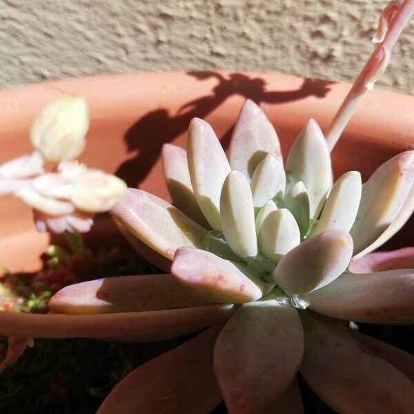 Dudleya greenei Blad