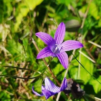 Campanula patula Blomma