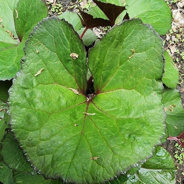 Ligularia dentata Fuelha