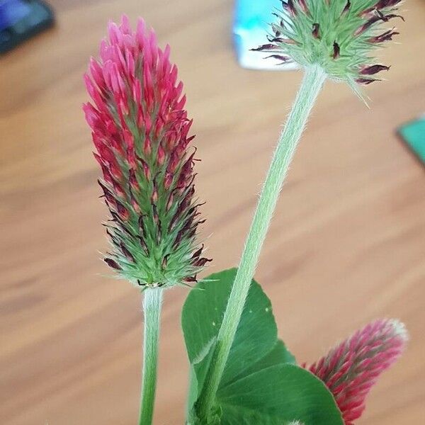 Trifolium incarnatum Flower