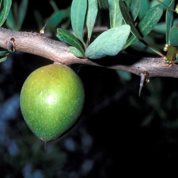 Argania spinosa Plod