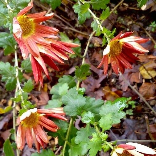 Chrysanthemum x grandiflorum Buveinė