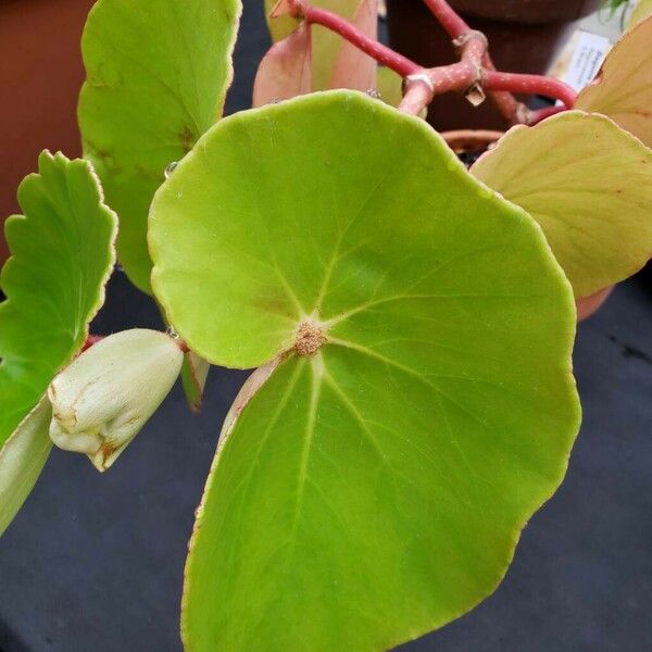 Begonia sanguinea List