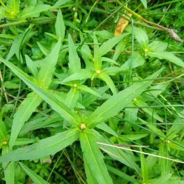 Bidens cernua পাতা